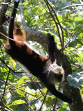 PRIMATE - CERCOPITHECUS DENTI - DENTS MONA MONKEY - NYUNGWE NATIONAL PARK RWANDA (417).JPG