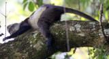 PRIMATE - CERCOPITHECUS DENTI - DENTS MONA MONKEY - NYUNGWE NATIONAL PARK RWANDA (465).JPG