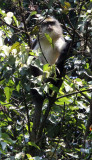 PRIMATE - CERCOPITHECUS DENTI - DENTS MONA MONKEY - NYUNGWE NATIONAL PARK RWANDA (469).JPG