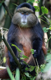 PRIMATE - CERCOPITHECUS KANDTI - GOLDEN MONKEY - PARC DU VULCANS RWANDA (236).JPG