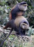 PRIMATE - CERCOPITHECUS KANDTI - GOLDEN MONKEY - PARK DU VULCANS RWANDA (112).JPG