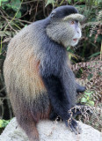 PRIMATE - CERCOPITHECUS KANDTI - GOLDEN MONKEY - PARK DU VULCANS RWANDA (133).JPG