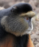 PRIMATE - CERCOPITHECUS KANDTI - GOLDEN MONKEY - PARK DU VULCANS RWANDA (139).JPG