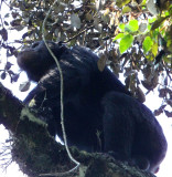 PRIMATE - CHIMPANZEE - NYUNGWE NATIONAL PARK RWANDA (322).JPG