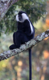 PRIMATE - COLOBUS MONKEY - ANGOLAN COLOBUS MONKEY - NYUNGWE NATIONAL PARK RWANDA (107).JPG