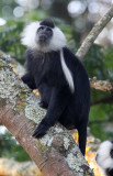 PRIMATE - COLOBUS MONKEY - ANGOLAN COLOBUS MONKEY - NYUNGWE NATIONAL PARK RWANDA (113).JPG