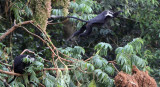 PRIMATE - COLOBUS MONKEY - ANGOLAN COLOBUS MONKEY - NYUNGWE NATIONAL PARK RWANDA (75).JPG