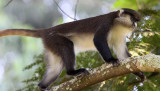 PRIMATE - DENTS MONA RED-TAILED HYBRID MONKEY - NYUNGWE NATIONAL PARK RWANDA (291).JPG