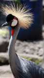 BIRD - CRANE - GREY CROWNED CRANE - RUWENGERI RWANDA (10).JPG