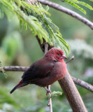BIRD - FIREFINCH - RED-BILLED FIREFINCH - LAGONOSTICTA SENEGALA - RWANDA 2012 (107).JPG