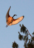BIRD - IBIS - SACRED IBIS - NYUNGWE NATIONAL PARK RWANDA (11).JPG