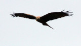 BIRD - KITE - YELLOW-BILLED KITE - PARK DU VULCANS RWANDA (112).JPG