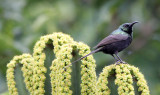 BIRD - SUNBIRD - BRONZE SUNBIRD - RUHENGERI RWANDA (2).JPG