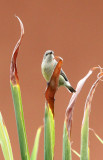 BIRD - SUNBIRD - OLIVE SUNBIRD - CYANOMITRA OLIVACEA - RUHENGERI RWANDA (3).JPG