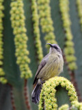 BIRD - SUNBIRD - REGAL SUNBIRD - - RUHENGERI RWANDA (9).JPG