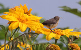 BIRD - SUNBIRD - REGAL SUNBIRD - RUHENGERI SUNBIRD - RUHENGERI RWANDA (3).JPG