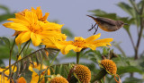 BIRD - SUNBIRD - REGAL SUNBIRD - RUHENGERI SUNBIRD - RUHENGERI RWANDA (4).JPG