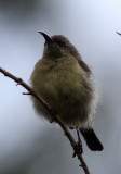 BIRD - SUNBIRD - RWENZORI DOUBLE-COLLARED SUNBIRD - NYUNGWE NATIONAL PARK RWANDA (11).JPG