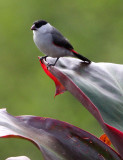 BIRD - WAXBILL - BLACK-CROWNED WAXBILL - ESTRILDA NONNULA - RUHENGERI RWANDA 2012 (123).JPG