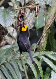 BIRD - WEAVER - BLACK-HEADED WEAVER - PLOCEUS MELANGOGASTER - NYUNGWE NATIONAL PARK RWANDA (95).JPG