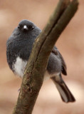 BIRD - BUNTING - SLATY BUNTING - HUANGSHAN NATIONAL PARK - ANHUI PROVINCE CHINA (6).JPG