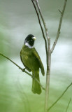 BIRD - COLLARED FINCHBILL - HUANGSHAN NATIONAL PARK - ANHUI PROVINCE CHINA (4).JPG