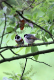 BIRD - TIT - BLACK-THROATED TIT - HONGCUN VILLAGE ANHUI CHINA (20).JPG