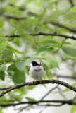 BIRD - TIT - BLACK-THROATED TIT - HONGCUN VILLAGE ANHUI CHINA (7).JPG