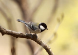 BIRD - TIT - GREAT TIT - HUANGSHAN NATIONAL PARK - ANHUI PROVINCE CHINA (1).JPG