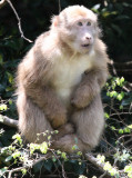 PRIMATE - MACAQUE - HUANGSHAN TIBETAN MACAQUE - MONKEY VALLEY - FUXI VILLAGE NEAR HUANGSHAN CHINA (24).JPG