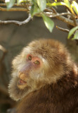 PRIMATE - MACAQUE - HUANGSHAN TIBETAN MACAQUE - MONKEY VALLEY - FUXI VILLAGE NEAR HUANGSHAN CHINA - MY SHOTS (4).JPG