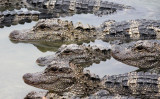 REPTILE - ALLIGATOR - CHINESE ALLIGATOR - CHINESE ALLIGATOR BREEDING CENTER - XUANCHENG CHINA (40).JPG