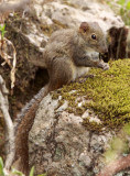 RODENT - SQUIRREL - PERNYS LONG-NOSED SQUIRREL - HUANGSHAN NATIONAL PARK - ANHUI PROVINCE CHINA (4).JPG