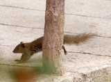 RODENT - SQUIRREL - RED-HIPPED SQUIRREL - HUANGSHAN NATIONAL PARK - ANHUI PROVINCE CHINA (2).JPG