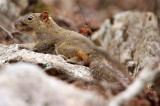 RODENT - SQUIRREL - RED-HIPPED SQUIRREL - HUANGSHAN NATIONAL PARK - ANHUI PROVINCE CHINA (5).JPG
