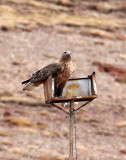 BIRD - BUZZARD - UPLAND BUZZARD -  KEKEXILI NATIONAL RESERVE - QINGHAI PROVINCE - WEST OF QUMALAI (14).JPG