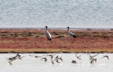BIRD - CRANE - BLACK-NECKED CRANE - DONG GEI CUO NA LAKE QINGHAI CHINA (13).JPG