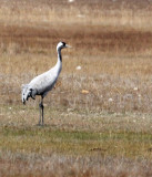 BIRD - CRANE - COMMON CRANE - QINGHAI LAKE CHINA (3).JPG