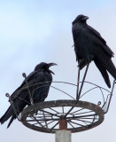 BIRD - CROW - LARGE-BILLED CROW - NEAR BAYANKALA PASS QINGHAI CHINA (8).JPG