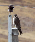 BIRD - FALCON - SAKER FALCON - KEKEXILI NATIONAL RESERVE - QINGHAI PROVINCE - EASTERN SECTOR (7).JPG