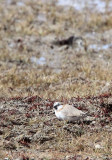 BIRD - FINCH - MONGOLIAN FINCH - BUCANETES MONGOLICUS -  KU HAI LAKE QINGHAI CHINA (13).JPG