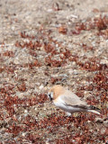 BIRD - FINCH - MONGOLIAN FINCH - BUCANETES MONGOLICUS - KU HAI LAKE QINGHAI CHINA (17).JPG