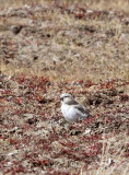 BIRD - FINCH - MONGOLIAN FINCH - BUCANETES MONGOLICUS -  KU HAI LAKE QINGHAI CHINA (8).JPG