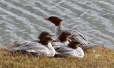 BIRD - GOOSANDER -  KEKEXILI NATIONAL RESERVE - QINGHAI PROVINCE - WEST OF QUMALAI (1).JPG