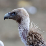 BIRD - GRIFFON - HIMALAYAN GRIFFON - ROAD FROM CHAKA TO QINGHAI LAKE CHINA (12).JPG