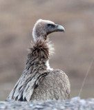 BIRD - GRIFFON - HIMALAYAN GRIFFON - ROAD FROM CHAKA TO QINGHAI LAKE CHINA (7).JPG