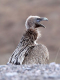 BIRD - GRIFFON - HIMALAYAN GRIFFON - ROAD FROM CHAKA TO QINGHAI LAKE CHINA (9).JPG