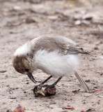 BIRD - HUME'S GROUNDPECKER - WENQUAN TOWN - NEAR JIANG LU LING PASS - QINGHAI CHINA (24).JPG
