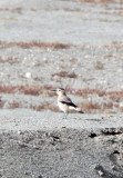 BIRD - JAY - MONGOLIAN GROUND JAY - GOBI-TYPE DESERT BETWEEN GOLMUD AND DULAN (2).JPG