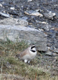 BIRD - LARK - HORNED SKYLARK - JIANG LU LING PASS - QINGHAI CHINA (14).JPG